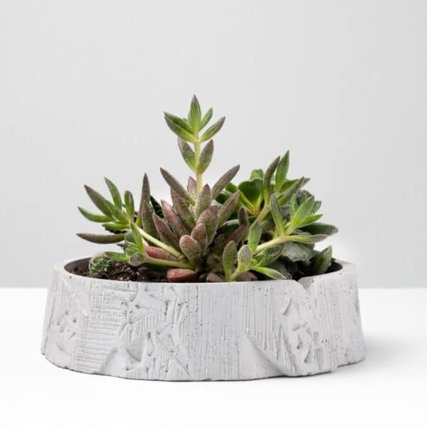 Designer beton növénytál és kaspó pozsgás növényekhez.